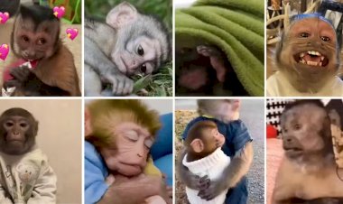 Memes 'fofos' e figurinhas de macacos escondem maus-tratos, apontam entidades