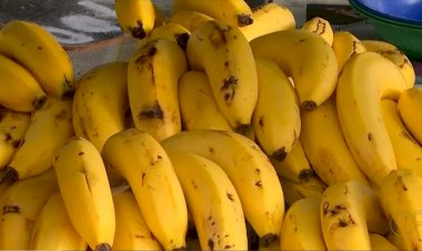 'Apocalipse das bananas': pesquisas apontam como evitar a propagação do fungo mal-do-Panamá na fruta