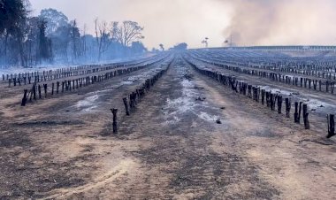 Incêndios em SP causam danos irreversíveis a cafezais: 'Colheita só em 2027', diz produtor