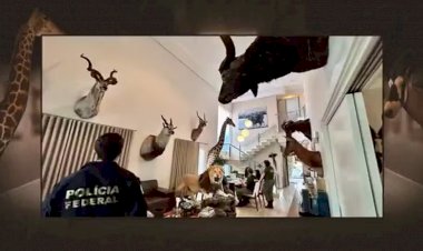 Investigação de lavagem de dinheiro revela coleção de animais exóticos ilegais em mansão
