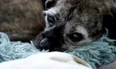 Dezembro Verde: SC registrou 4,2 mil casos de maus-tratos a animais nos últimos 5 anos