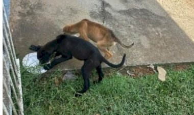 Sem comida e água: tutores viajam e abandonam cães por uma semana em SC