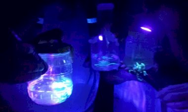 Infestação de escorpiões acende alerta em cidade de SC