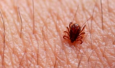 Cidade de SC decreta situação de emergência após ‘surto’ de carrapatos