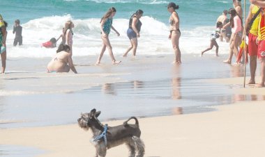 Cães nas praias são proibidos nos principais destinos do Brasil, aponta levantamento