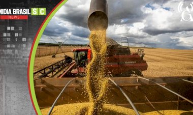 Safra de verão aponta retomada na produção de grãos em Santa Catarina