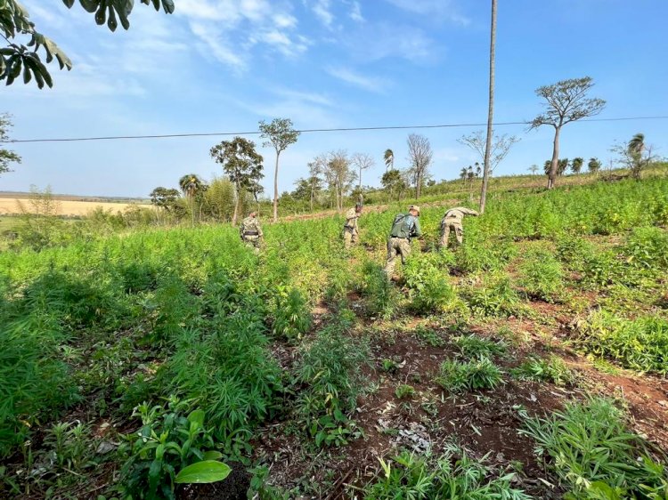 Lavoura de maconha é erradicada na fronteira