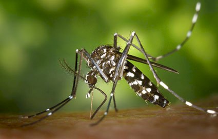 Entenda a diferença entre pernilongo e mosquito da dengue