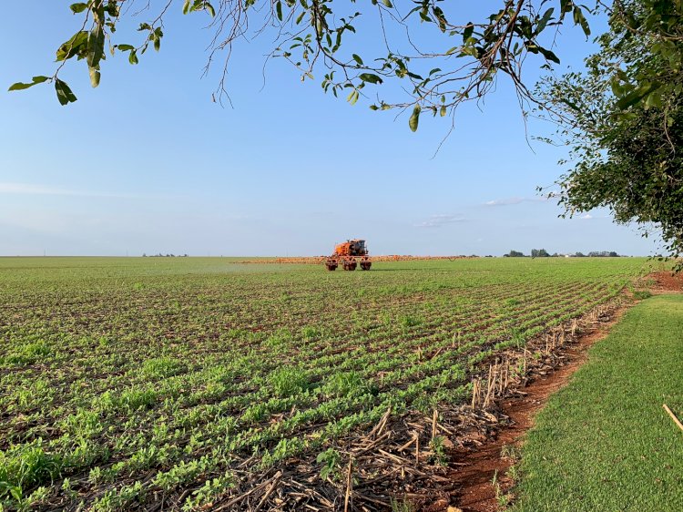 Clima favorável e expansão de áreas devem permitir safra de soja recorde em MS