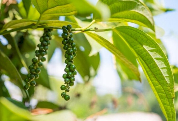 Curso gratuito do Senar/MS ensina sobre uso e cultivo da pimenta do reino