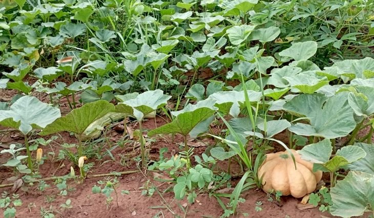 Com apoio do Governo, indígenas semeiam 12 hectares em aldeia