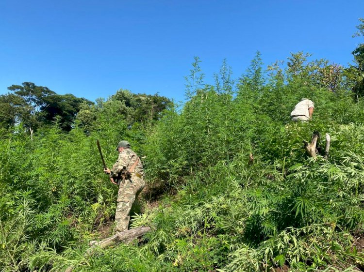 Senad destrói ‘lavoura’ de maconha e acampamento do narcotráfico ao lado de MS