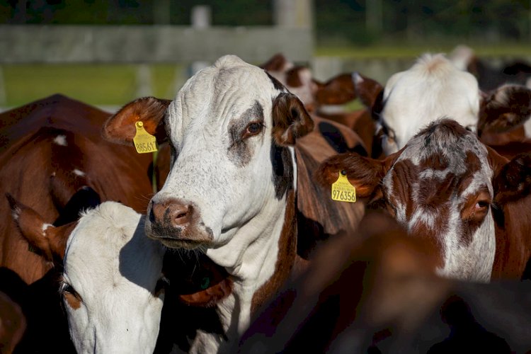 Santa Catarina atinge a marca histórica de 3 mil propriedades rurais certificadas livres de Brucelose e Tuberculose