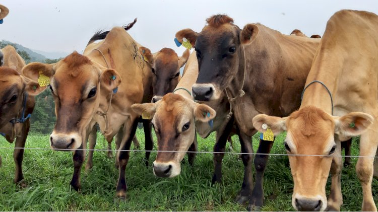 Santa Catarina atinge a marca histórica de 3 mil propriedades rurais certificadas livres de Brucelose e Tuberculose