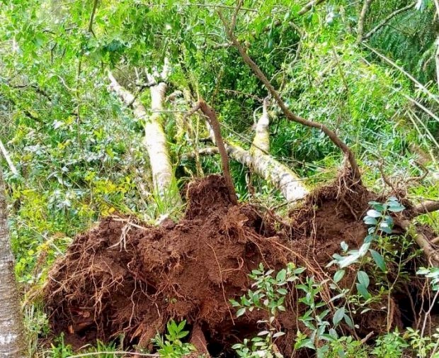 Resolução do Conselho Estadual do Meio Ambiente orienta para aproveitamento de material lenhoso derrubado ou danificado pela chuva