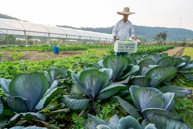 Fapesc e Epagri incentivam desenvolvimento de pesquisas agrícolas e pecuárias em Santa Catarina