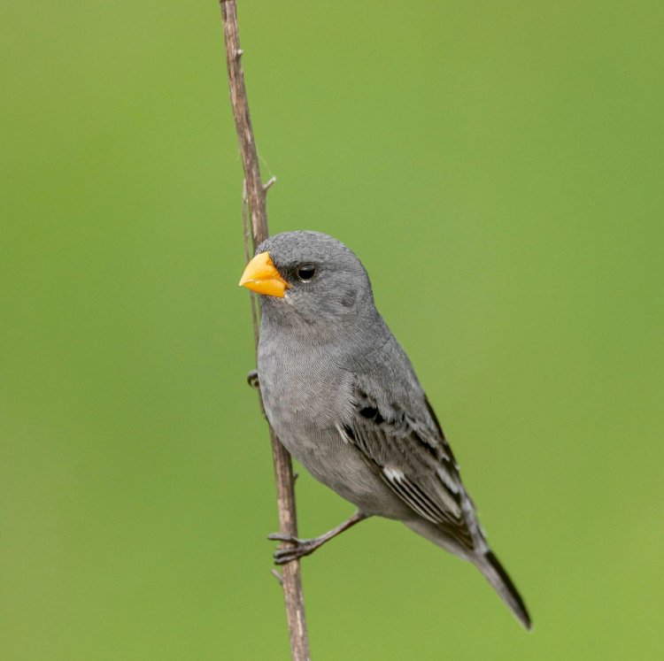 Santa Catarina atualiza lista de Fauna Ameaçada de Extinção