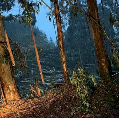 Defesa Civil de Santa Catarina confirma tornado no Oeste do estado, entre Passos Maia e Ponte Serrada