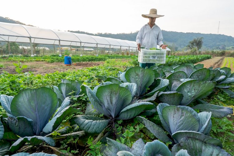 SC alcança marca de mais de 1.200 agricultores inscritos do Programa de Aquisição de Alimentos