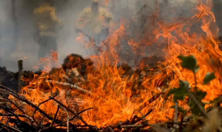 Brasil é o segundo da América do Sul com mais focos de incêndio em seis meses