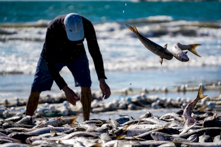 Santa Catarina pesca mais de dois milhões de quilos de tainhas na safra 2024