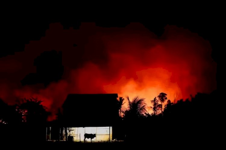 Área de floresta nativa atingida pelo fogo na Amazônia cresce 132% em agosto, aponta relatório