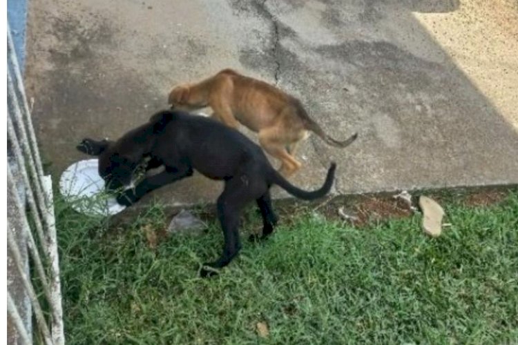 Sem comida e água: tutores viajam e abandonam cães por uma semana em SC