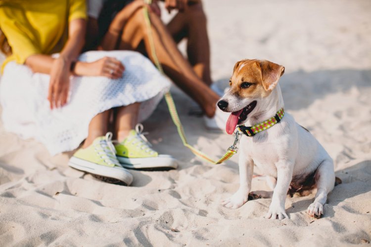 Areia da praia pode oferecer riscos para a saúde dos animais?