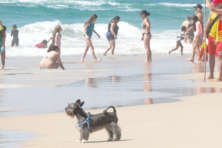 Cães nas praias são proibidos nos principais destinos do Brasil, aponta levantamento