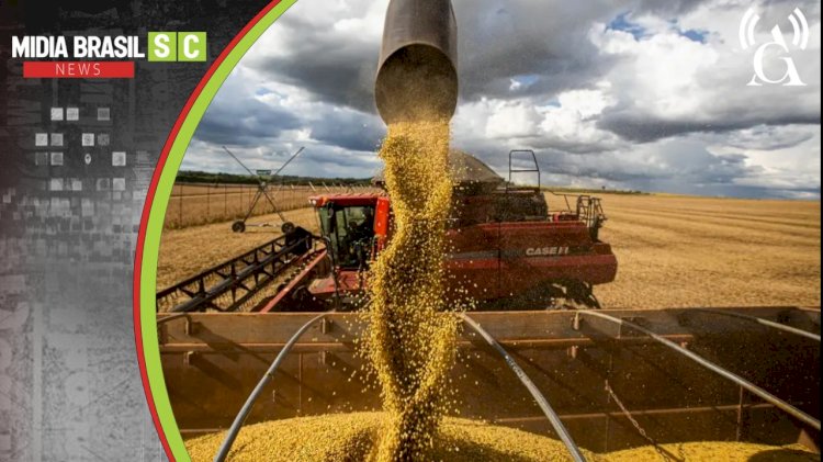 Safra de verão aponta retomada na produção de grãos em Santa Catarina